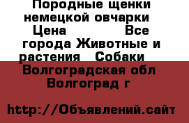 Породные щенки немецкой овчарки › Цена ­ 24 000 - Все города Животные и растения » Собаки   . Волгоградская обл.,Волгоград г.